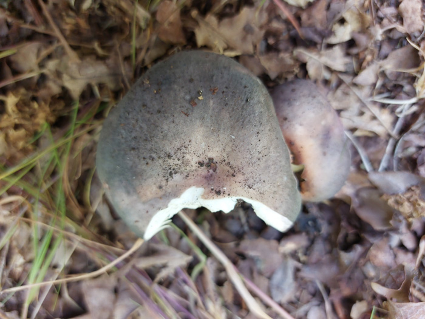 Photo by Jesper Launder Russula grisea by Jesper Launder